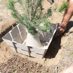 13 Add soil below the Growboxx