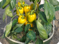 14. Produce delicious organic paprika