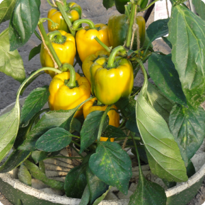 14. Produce delicious organic paprika