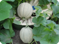 15. A high crop of sweet melons per each Groasis Waterboxx