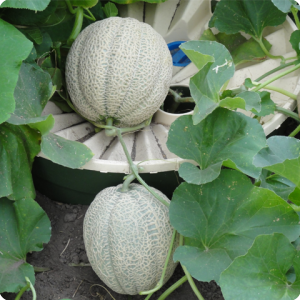 15. A high crop of sweet melons per each Groasis Waterboxx