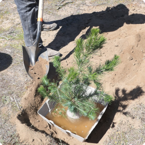 15 Put soil aside of the Growboxx