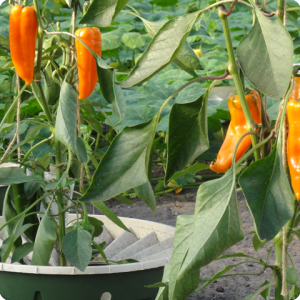 16. Orange peppers are not only delicious but also beautiful