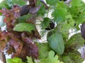 16 The growth of salad plants with the Groasis Waterboxx is spectacular