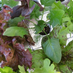 16 The growth of salad plants with the Groasis Waterboxx is spectacular
