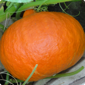 17. Grow your own pumpkins to make soup or for an unforgettable Halloween party
