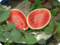 18. Delicious fantastic tasting watermelons make tree planting cost neutral