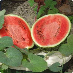 18. Delicious fantastic tasting watermelons make tree planting cost neutral