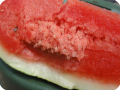 19. You will have at least 2 to 4 watermelons with a 50  higher sugar content