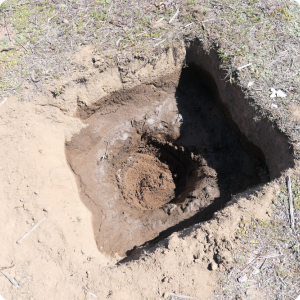 1 Make the planting hole one day before   fill it with 40 liters of water