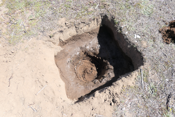 1 Make the planting hole one day before   fill it with 40 liters of water