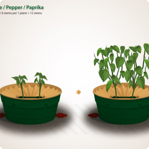 23. The pruning of pepper and paprika