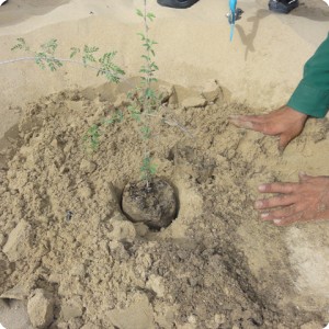 23. You put the roots of the plants all the way in the sand   on this photo they are planted above the sand  that is wrong