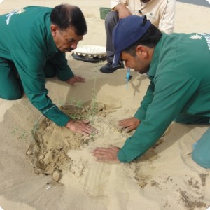 24. You cover the plants with sand   place the anti evaporation cover   do not use your foot to compact the soil you do that with water later on 