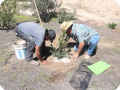 24 Add soil around the Growboxx