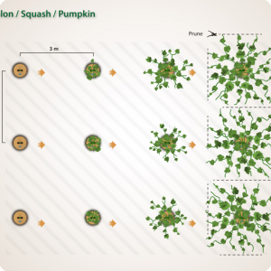 25. The pruning of water melons