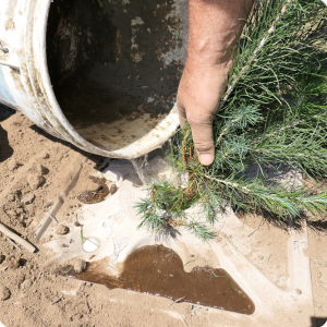 26 Put 4 liters of water through the center opening  to fix the roots to the soil