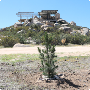 29 A beuatiful Pine tree in a harsh environment will survive without irrigation with the Growboxx plant cocoon