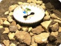 30. If you have stones use them to cover the soil to keep it cooler