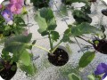 7 Detail of isolation board with plants planted in holes