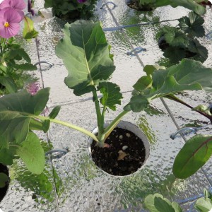 7 Detail of isolation board with plants planted in holes