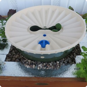 9 Put the Groasis Waterboxx over the plant