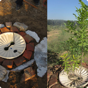 Beijing Huangfa Nursery and Waterboxx tree after one year   november 2013