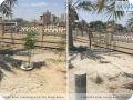 Difference between the Groasis Waterboxx and drip irrigation   4 months after planting in the drought of Bahrain 2
