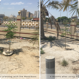 Difference between the Groasis Waterboxx and drip irrigation   4 months after planting in the drought of Bahrain 2