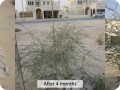 Plant in dry and eroded areas  like the UAE  and enjoy amazing results with Groasis