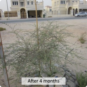 Plant in dry and eroded areas  like the UAE  and enjoy amazing results with Groasis