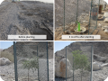 Trees planted with the water saving Waterboxx plant cocoon in the UAE on a rocky surface without the help of irrigation