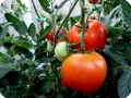 10. 20170727 Tomatoes on the Big Beef tomato plant