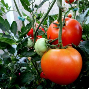 10. 20170727 Tomatoes on the Big Beef tomato plant