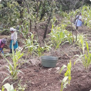 10. 20180219 Woman of Gonzalo are planting fruit trees and vegetables with the Waterboxx plant cocoon on this slope