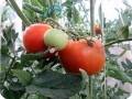 11. 20170727 New fruits are developing with the older tomatoes