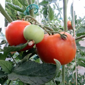 11. 20170727 New fruits are developing with the older tomatoes