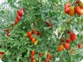 12. 20170727 Tomatoes on the Juliet variety. The plant is growing very well