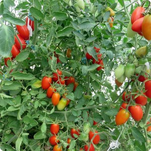 12. 20170727 Tomatoes on the Juliet variety. The plant is growing very well