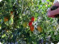 16. 20171123 Juliet is still producing. These tomatoes are ripening on the sunny side of the plant