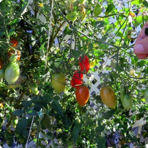 16. 20171123 Juliet is still producing. These tomatoes are ripening on the sunny side of the plant