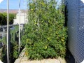 17. 20171123 Juliet tomato plant in the Waterboxx plant cocoon  the plant has already produced 105 lbs  45 kg  of fruit since the first week of june