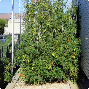 17. 20171123 Juliet tomato plant in the Waterboxx plant cocoon  the plant has already produced 105 lbs  45 kg  of fruit since the first week of june