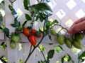 18. 20171123 Juliet tomatoes grew through the lattice and are ripening in the shade