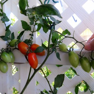 18. 20171123 Juliet tomatoes grew through the lattice and are ripening in the shade