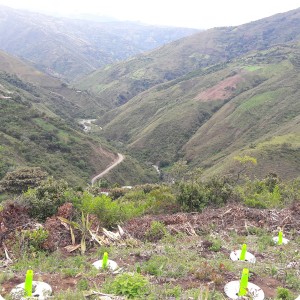 19. 20180410 The Waterboxxes have been planted with productive trees  fruit trees  to produce more food for local communities