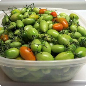 2. 20160206 Several hundreds of Juliet tomatoes Bill had to discard to get the plant ready for his 2nd year of growth. In just two days indoors  some of the greens are ripening