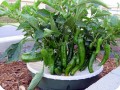 2. Delicious organic peppers are growing in the water saving and sustainable Waterboxx plant cocoon