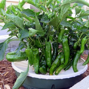 2. Delicious organic peppers are growing in the water saving and sustainable Waterboxx plant cocoon