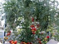 2. The Early Girl tomato plant is growing very well in the Waterboxx plant cocoon